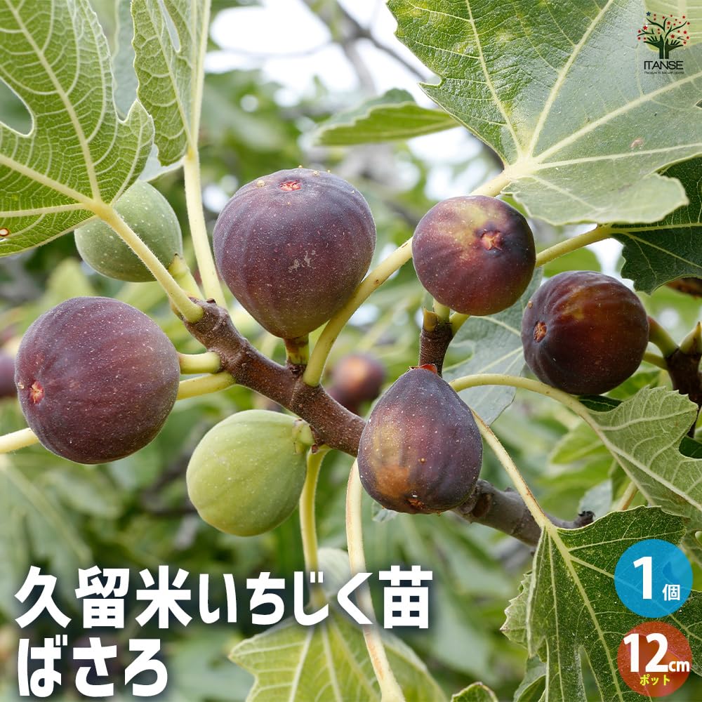 sugar fig イチジク いちじく 穂木 苗 レアなイチジク】海外品種は魅力的！高額取引される穂木を購入し